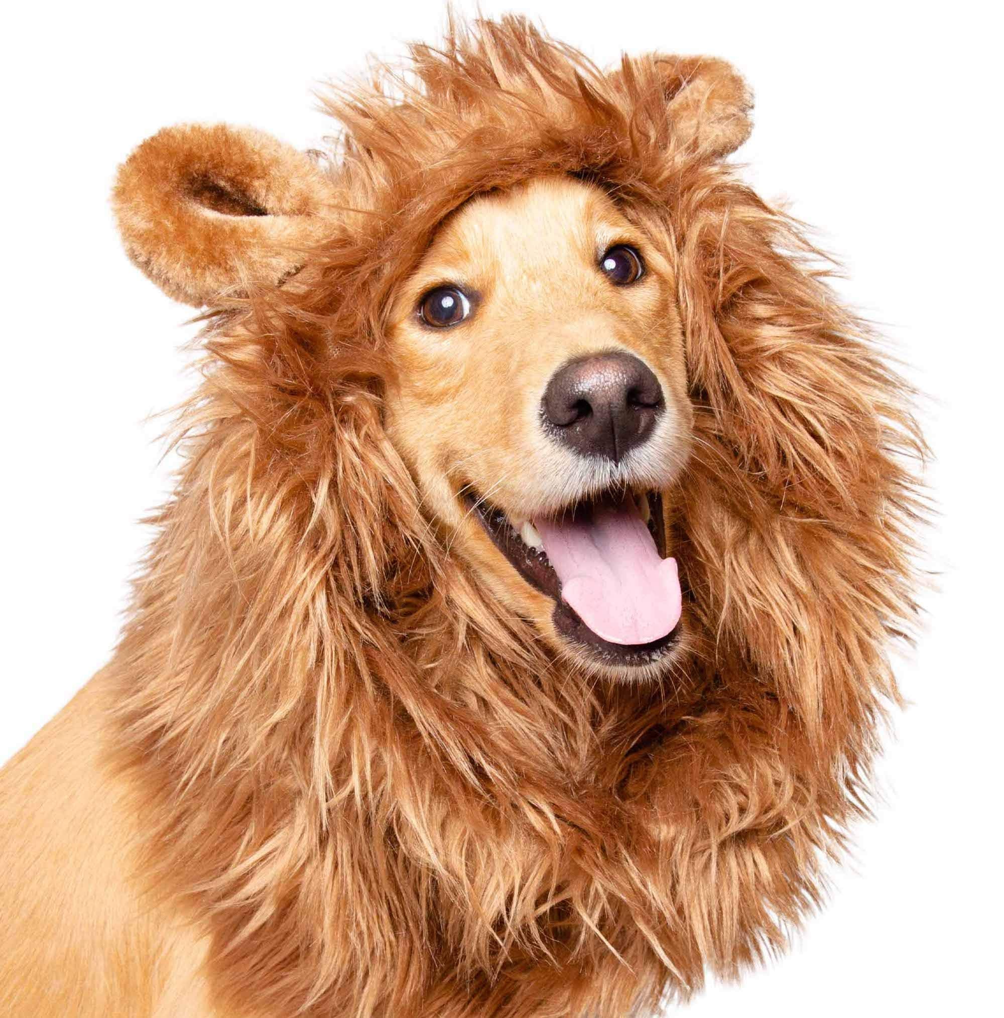 Pet Krewe Large Dog Lion Mane Halloween Costume � Fits Neck Size 13�- 32�- Lion Mane for Small Dogs � Ideal for Halloween, Dog Birthday, Dog Cosplay, Dog Outfits, Pet Clothes - Very Good