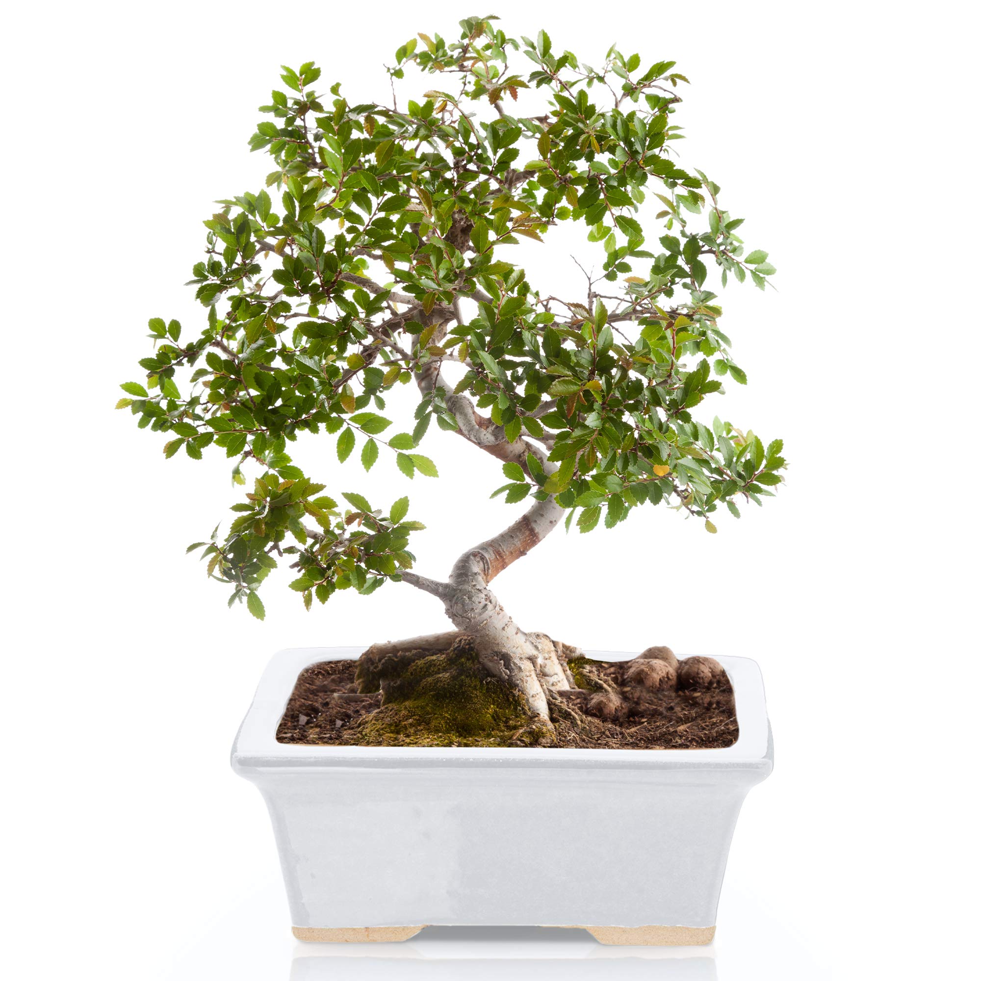 Glazed Ceramic Bonsai Pot - Decorative Planter for Dwarf Trees, Succulents, Small Plants - Perfect Pot for Indoor and Outdoor Gardens, Table Centerpieces and Windowsill Decor - White Rectangle - Like New