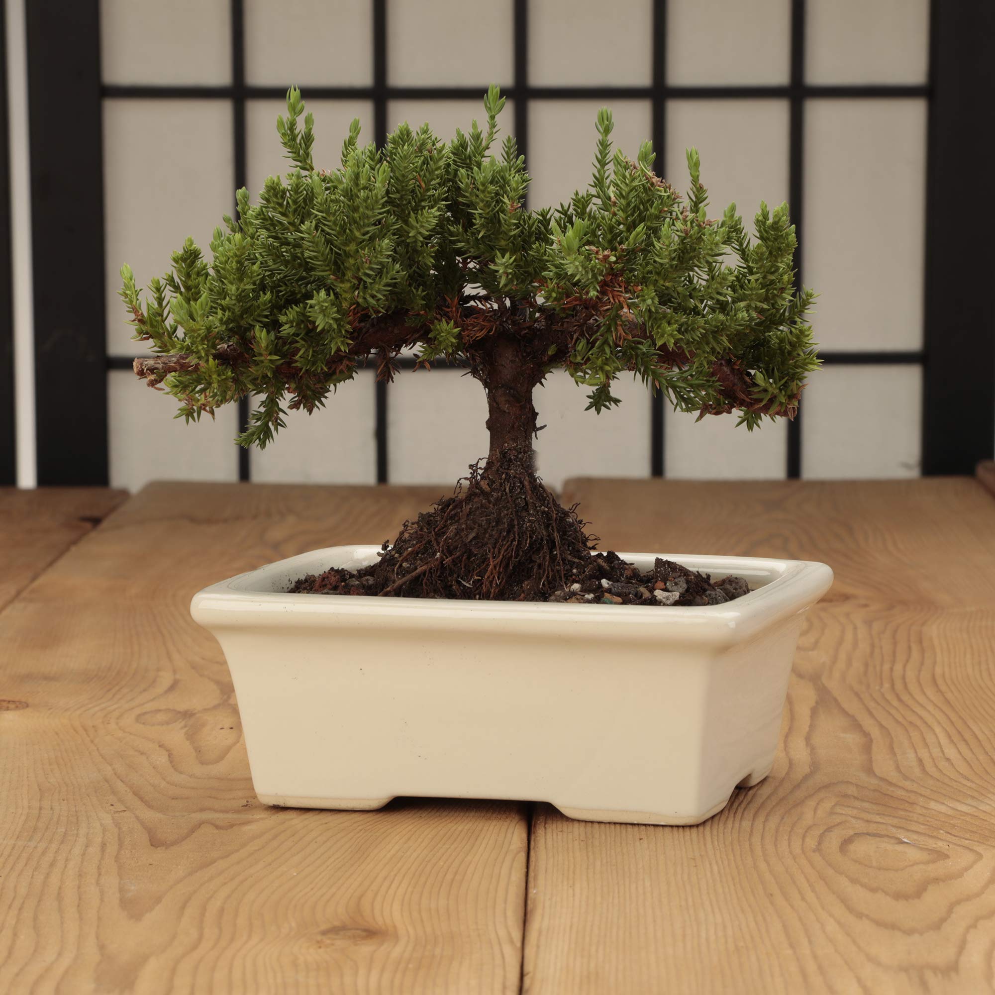Glazed Ceramic Bonsai Pot - Decorative Planter for Dwarf Trees, Succulents, Small Plants - Perfect Pot for Indoor and Outdoor Gardens, Table Centerpieces and Windowsill Decor - White Rectangle  - Like New