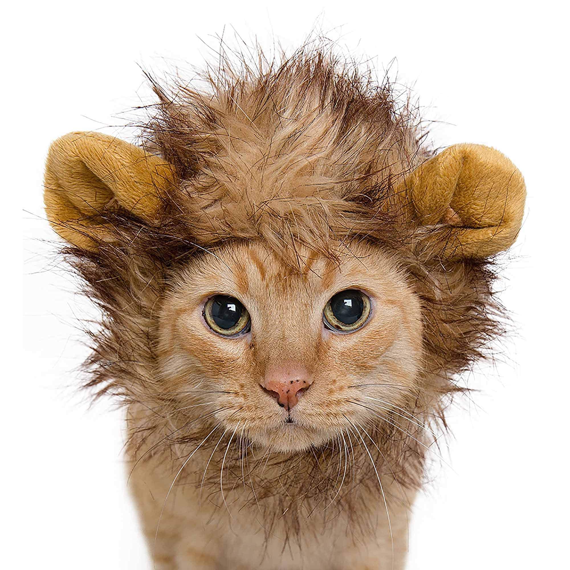 Pet Krewe Cat Lion Mane Halloween Costume � Fits Neck Size 8�-14 - Lion Costume for Small Cats and Kittens � Ideal for Halloween, Cat Birthday, Cat Cosplay, Cat Outfits, Pet Clothes  - Very Good