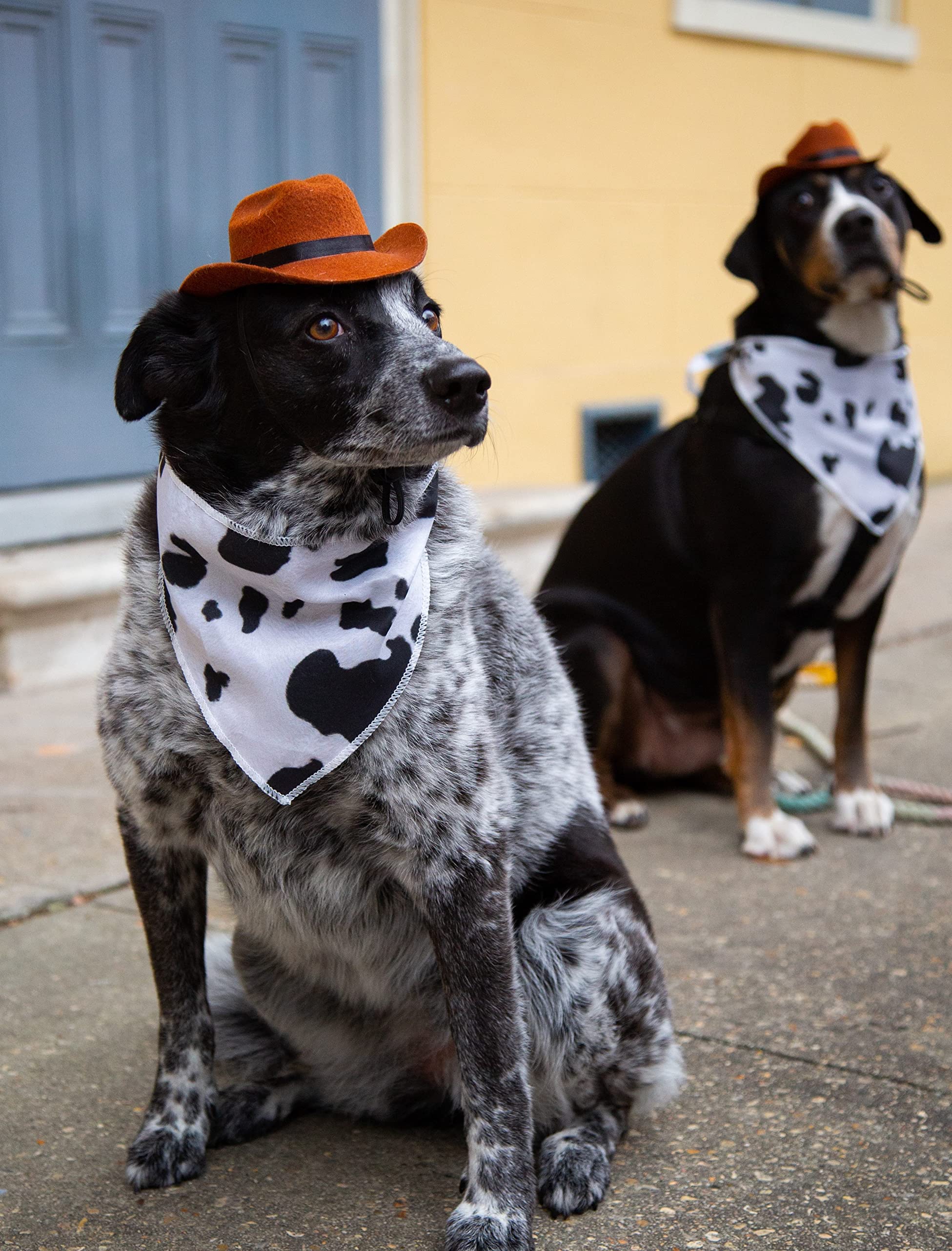 Pet Krewe Cowboy Hat Dog Costume for Cats and Dogs | Pet Costume for Dogs 1st Birthday, National Cat Day & Celebrations | Halloween Outfit for Small and Large Cats & Dogs  - Like New