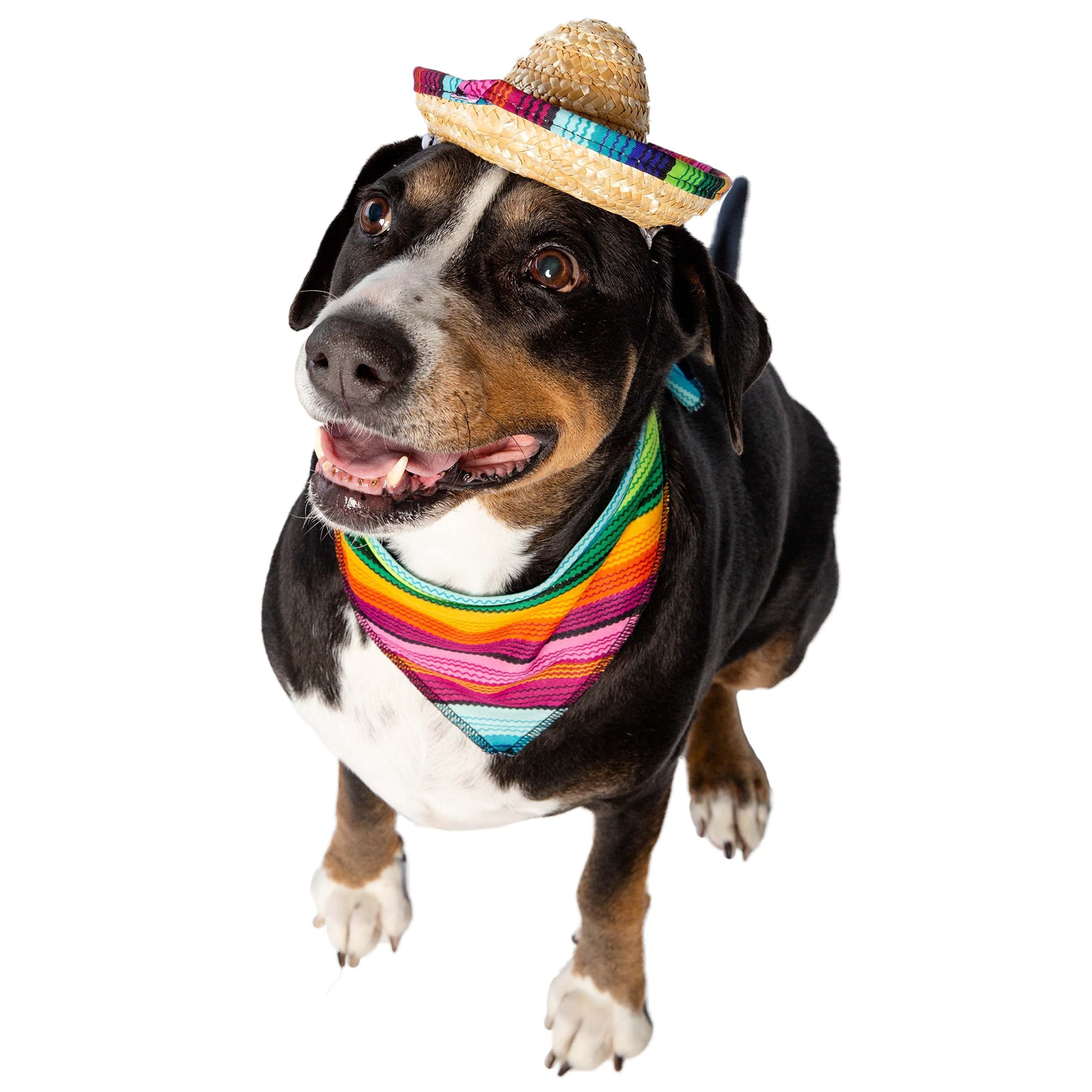 Cinco De Mayo Dog Costume & Cat Costume - 2 Piece Set Mexican Outfit - Mexican Sombrero Hat & Collar - Dog & Cat Sombrero Hat - Dog & Cat Bandana - Mexico Fiesta by Pet Krewe