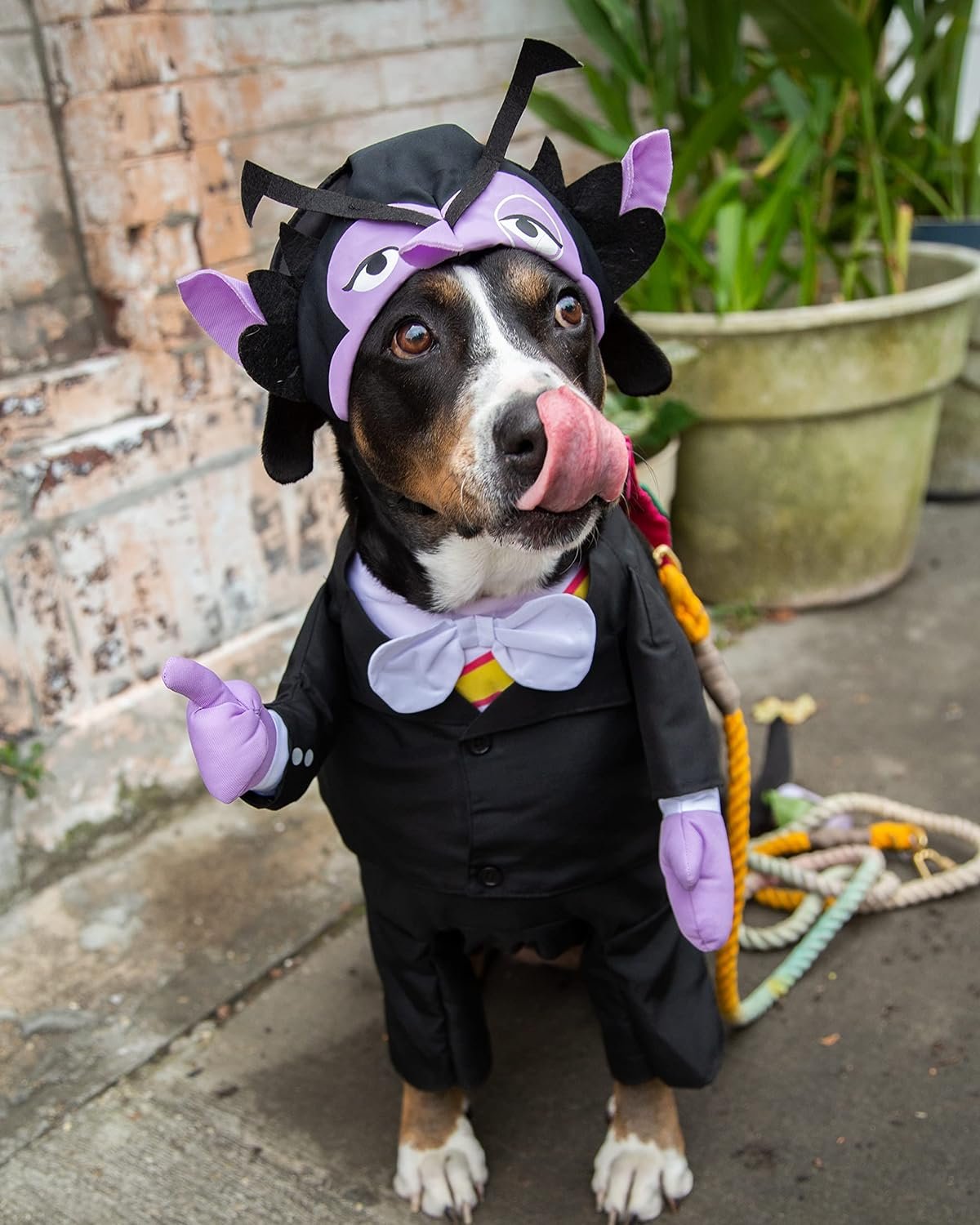 Pet Krewe The Count Vampire Dog Costume & Cat Costume Medium Size | Sesame Street Dracula Monster Pet Costumes for Dogs and Cats | Perfect for Halloween, Birthdays, Parties, Photoshoots