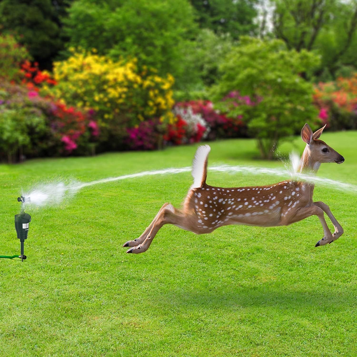 Motion Activated Sprinkler for Garden & Yard - Hoont Cobra - Animal Repellent Outdoor - Green - - Free Shipping & Returns